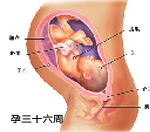 怀孕九个月男胎儿图（33-36周）