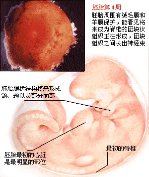 男胎儿/女胎儿发育过程图片