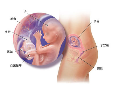 怀孕4个月的胎儿图 怀孕四个月男胎儿图