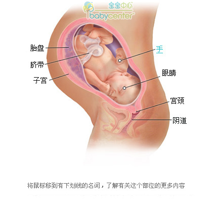 怀孕38周胎儿发育情况以及孕妇注意事项（图）